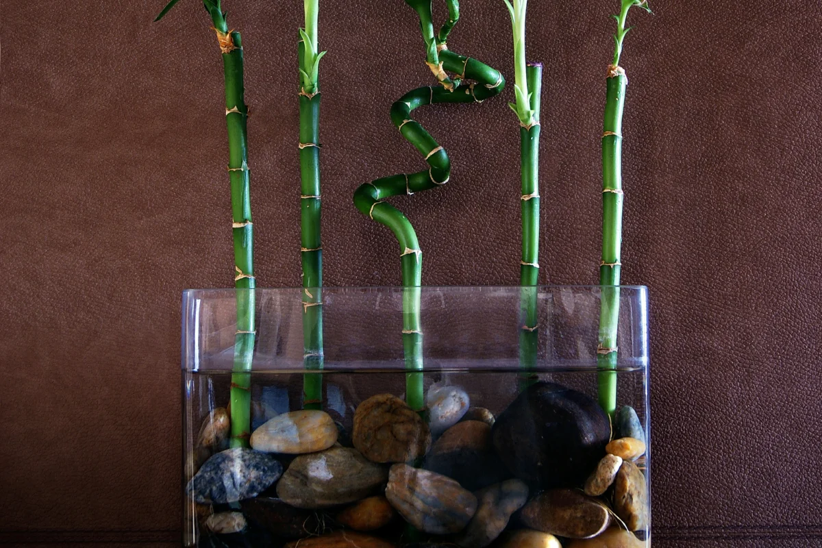 Complete Guide For Watering Lucky Bamboo Plant