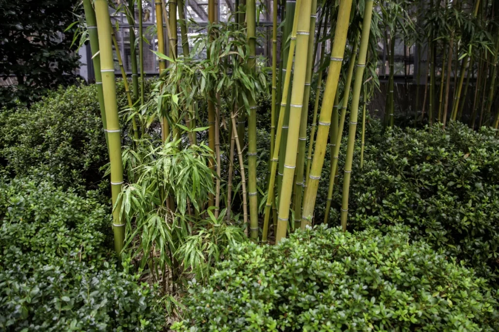 bamboo garden design ideas
